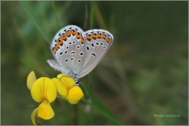 <p>MODRÁSEK PODOBNÝ (Plebejus argyrognomon) Mladá Boleslav - Radouč ---- /Reverdin's blue b utterfly - Kronwicken-Bläuling/</p>